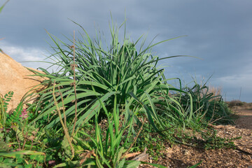 vegetazione spontanea