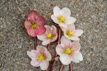 Fototapeta na wymiar Beautiful, cut, pink, hellebore flowers placed on a concrete slab.