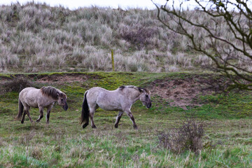 Obraz na płótnie Canvas 2 loose Ponies walking across the grassland near the coast in Spring, in Britain