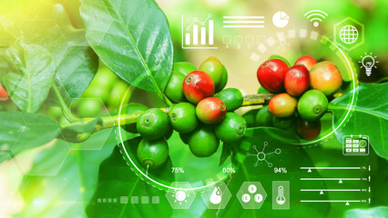 Coffee bean tree with infographics Smart farming and precision agriculture 4.0 with visual icon,...