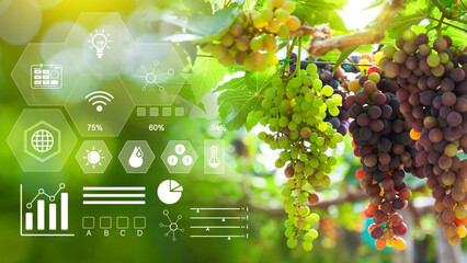 Grape fruit in greenhouse with infographics, Smart farming and precision agriculture 4.0 with...