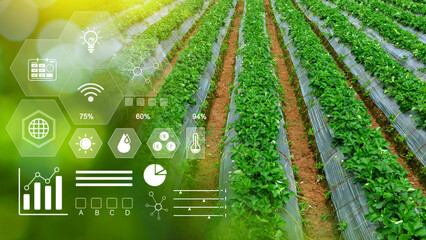 Vegetable fresh in greenhouse with infographics, Smart farming and precision agriculture 4.0 with...