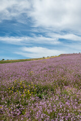 Spring fields of purple mistress (Moricandia arvensis) in Andalusia (Spain)