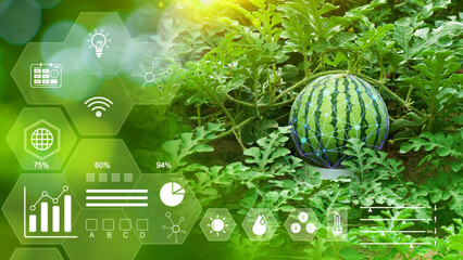 Watermelon in greenhouse with infographics, Smart farming and precision agriculture 4.0 with visual...