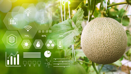 Young melons in greenhouse with infographics, Smart farming and precision agriculture with IoT,...