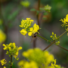 Bee perched on a yellow rapeseed flower in the field