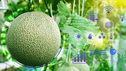 Young melons in greenhouse with infographics, Smart farming and precision agriculture with IoT, digital technology agriculture and smart farming concept. - obrazy, fototapety, plakaty