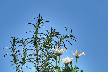The tops of sprigs of rosemary and white daisies on a blue background