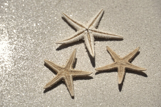 Starfish on a sandy surface with a reflection of light