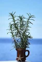 Sprigs of freshly picked domestic rosemary in a small vase on a background of blue sky and sea