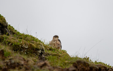 Juvenile Peregrine falcon (Falco peregrinus) in its natural environment
