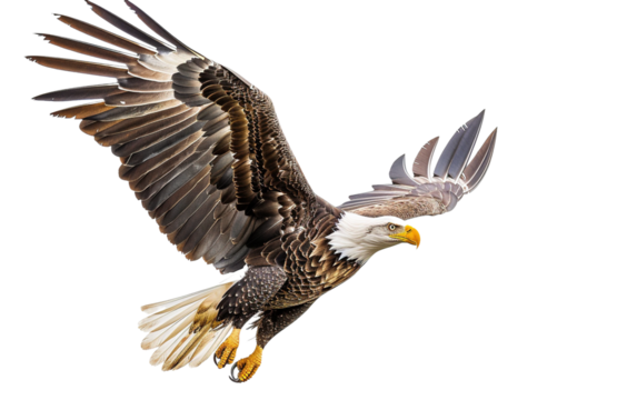 American bald eagle isolated on white or transparent background