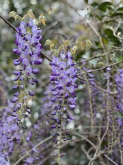 Beautiful blooming purple wisteria vines - 765955640