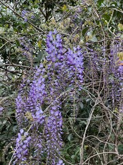 Beautiful blooming purple wisteria vines - 765955824