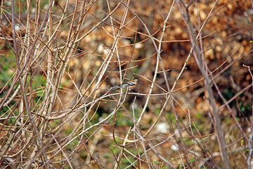Male Chaffinch bird sitting on a branch