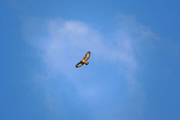Common Buzzard flying in the air