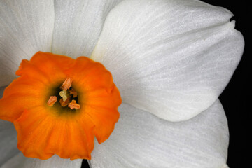 Daffodils - Narcissus geranium - flower detail - Narcissus tazetta hybrid 'Geranium' - obrazy, fototapety, plakaty