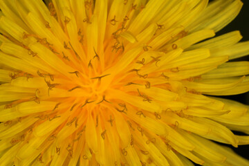 Taraxacum officinale - Common Dandelion - Details of flower - obrazy, fototapety, plakaty