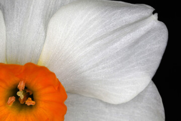 Daffodils - Narcissus geranium - flower detail - Narcissus tazetta hybrid 'Geranium'