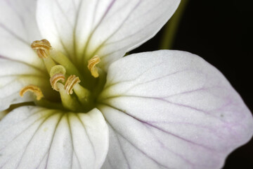 Flower of Cardamine pratensis - Cuckoo Flower - Lady's Smock - Brassicacea