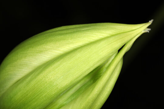 Tulipa - detail of a flowerbud