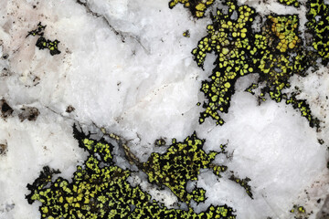 rhizocarpon geographicum lichen - obrazy, fototapety, plakaty