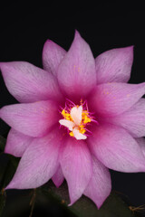 Flower of easter cactus - Hatiora gaertneri