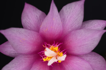 Flower of easter cactus - Hatiora gaertneri