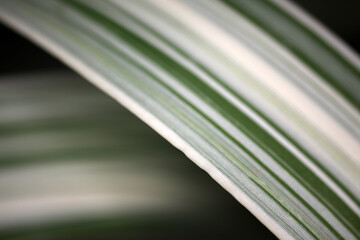 Arundo donax variegata - Giant Reed Grass - abstract shallow depth of field view