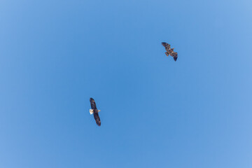 eagle and hawk