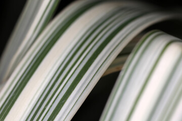 Arundo donax variegata - Giant Reed Grass - abstract shallow depth of field view