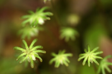 Marchantia polymorpha - common liverwort - umbrella liverwort - umbrella-like male gametophores - Bryophyte