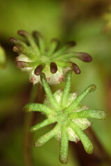 Fototapeta na wymiar Marchantia polymorpha - common liverwort - umbrella liverwort - umbrella-like male gametophores - Bryophyte
