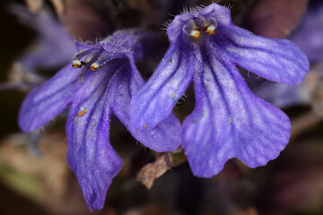 Ajuga reptans - Blue bugle - Bugleherb - Bugleweed - Carpetweed - Carpet Bungleweed - Common bugle...
