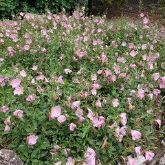 Green beauty and nature arts