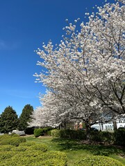 Beautiful blooming cherry tree blossoms against a deep blue sky in spring  - 765957229