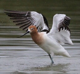 Avocet Drying Off from Bath