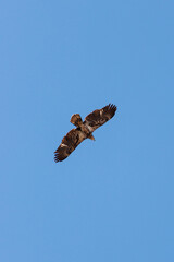 hawk soaring 3