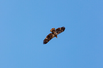 hawk soaring 2