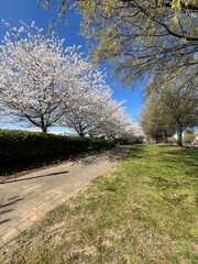 Fototapeta na wymiar Beautiful blooming cherry tree blossoms against a deep blue sky in spring 