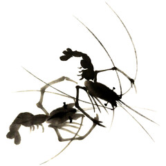 Watercolor illustration of shrimp. Gohua, traditional chinese ink and wash painting.
