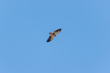 soaring hawk