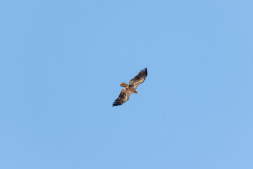 hawk in flight