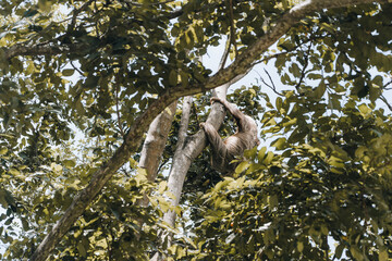 sloth on a tree in costarica tropical forest