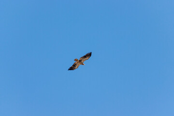 hawk in flight