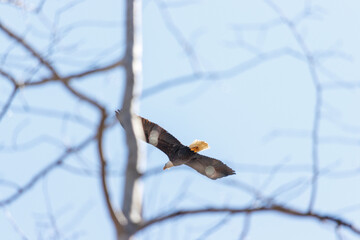 eagle soaring behind the trees