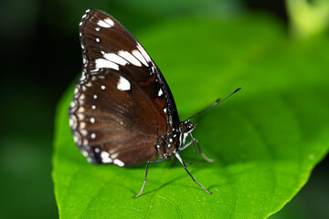 Great Eggfly Butterfly