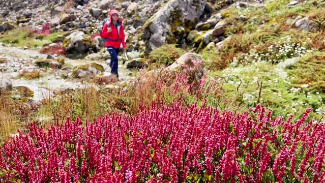 Calluna heather pink plants wind waived with Woman with backpack slow motion walking on background during Makalu Barun National Park trek in Nepal. Mountain hiking and active people concept 4K footage