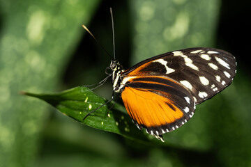Tiger Longwing Butterfly