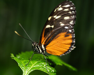 Fototapeta na wymiar Tiger Longwing Butterfly